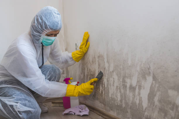 Mold Odor Removal Services in Muhlenberg Park, PA