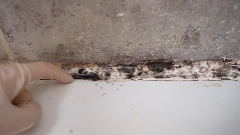 Mold Remediation for Rental Properties in Muhlenberg Park, PA